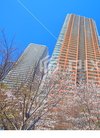 写真素材: 【神奈川県】武蔵小杉 桜とタワーマ...