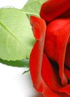 〓 高清晰植物爱情之花-红玫瑰图片壁纸:当前为...