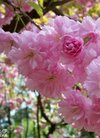 樱花墙壁壁纸贴图_樱花墙壁壁纸贴图大全分享