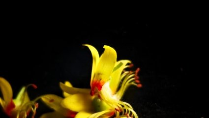 菊科翅果菊属有哪些种类