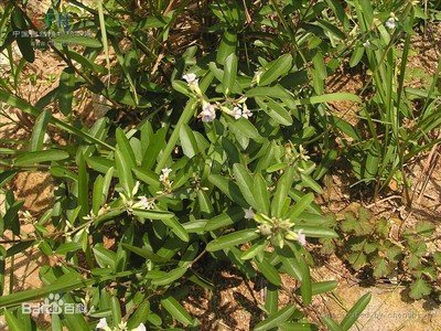 锦葵科山芝麻属植物有哪些种类？