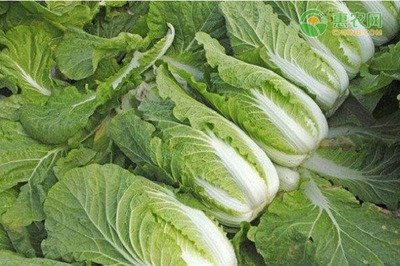 白菜的营养价值 白菜的作用与禁忌