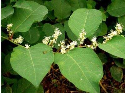 虎杖功效与作用功效 虎杖的药用价值