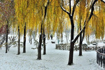 冬雪好大盼丰年(外一首)// 韩庆云(图2)