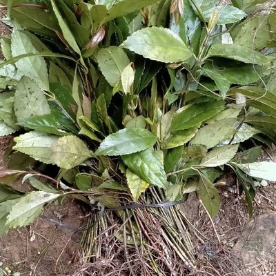 九节茶的功效与作用 九节茶治什么病最好