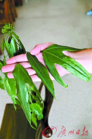 赤平辛素的功效和作用