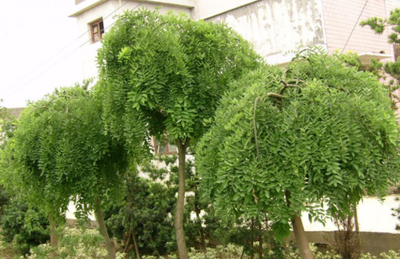 什么是龙爪（龙爪的功效与作用与主治）