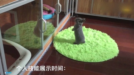 梦见被猫咬没出血
