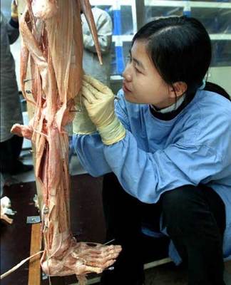 大连孕妇标本