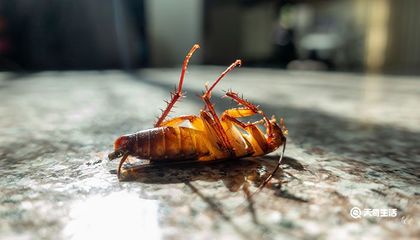 蟑螂怕灯光吗