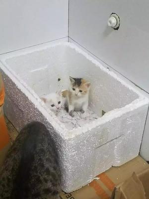 猫怀孕了