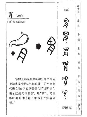 胃五行属什么
