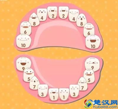 16个月长几颗牙正常