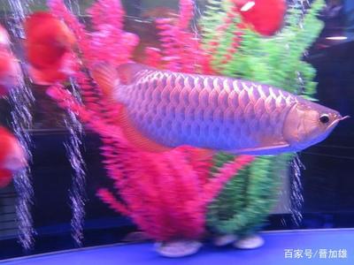 買的銀龍魚不吃食怎么辦 水族問答 第2張