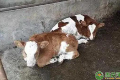 小牛犊拉稀怎么治疗