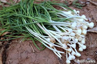 野蒜的功效与吃法