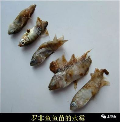 水霉菌多少度死亡