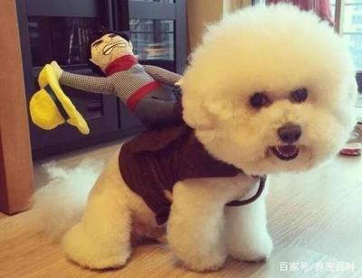 比熊一岁半吃什么狗粮