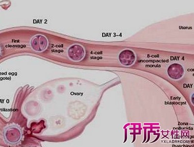 怀孕几周胎动有规律