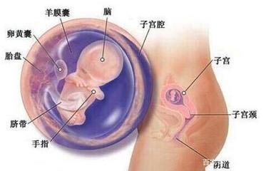 怀孕多久孩子成型