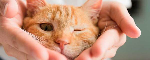 做梦打死猫是什么意思
