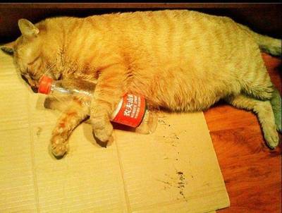 产后的猫体温多少正常