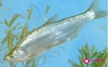 孕妇梦见河里好多鱼