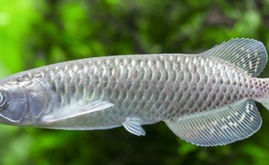 印尼野生紅龍魚紀錄片視頻播放(印尼野生紅龍魚紀錄片視頻播放在線觀看) 養(yǎng)魚知識