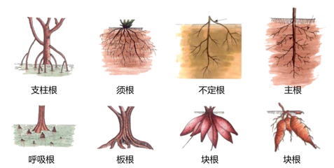 植物的根具有哪三个作用
