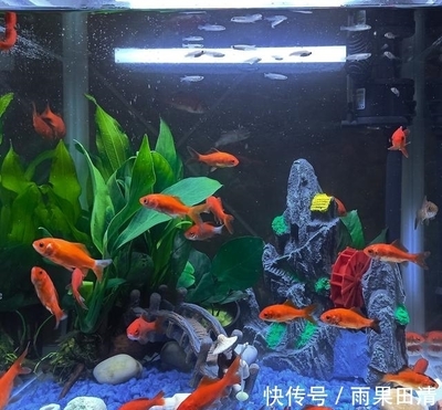 一米魚缸用多大流量水泵合適呢（一米魚缸用多大流量水泵合適呢視頻）