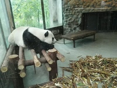 熊猫繁育基地游玩攻略