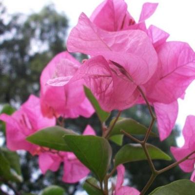 桂花五行属什么