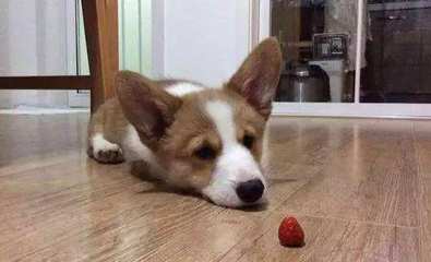 狗狗能吃柚子吗?狗狗能吃柚子吗?