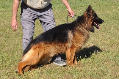 德国牧羊犬起名字大全