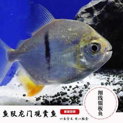 龍魚的配魚有哪些品種：關(guān)于龍魚配魚的一些詳細(xì)信息