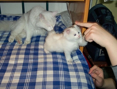 孕妇梦见养猫