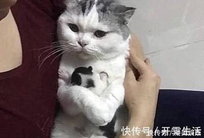 怀孕可以抱猫吗