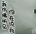 日本机器人cb2表情包