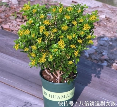 五行属土的花卉植物