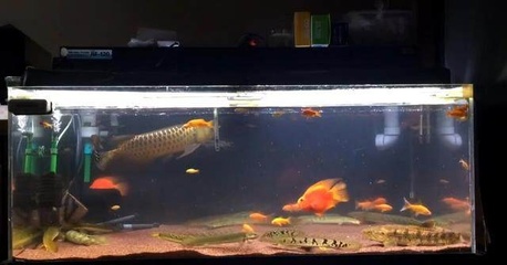 魚缸造景師傅多少錢一月呢(魚缸造景師賺錢嗎) 鸚鵡魚