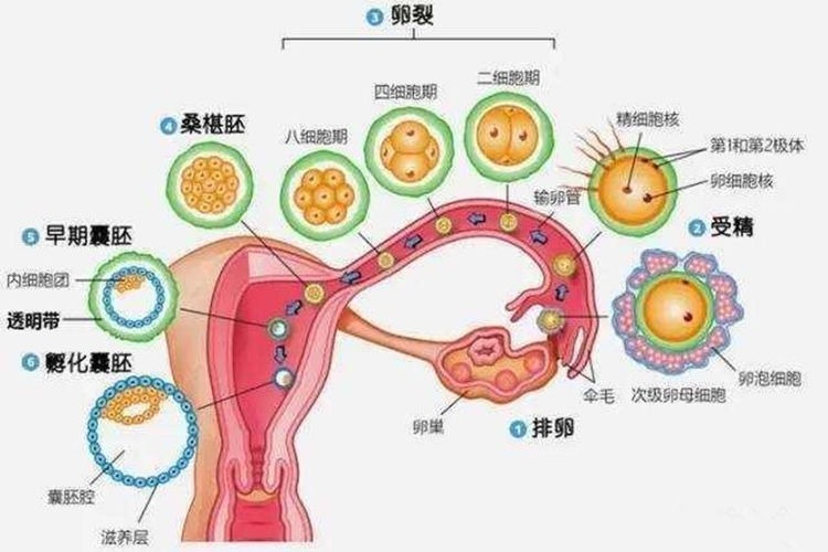 怀孕为什么想吃凉的