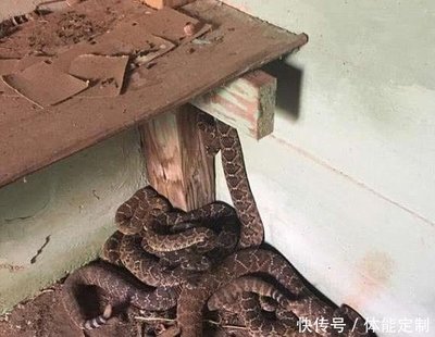 房子周围有蛇怎么办