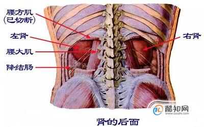 左边肾部位疼痛是怎么回事