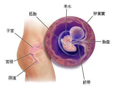 怀孕一个多月注意事项