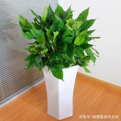 属龙摆放什么植物旺财