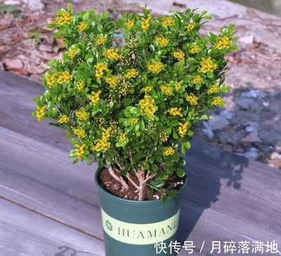 属羊适合养什么花