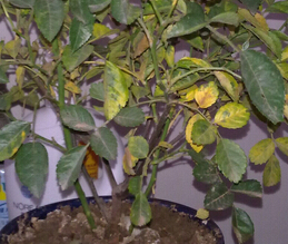 梦见自己养的花枯萎了