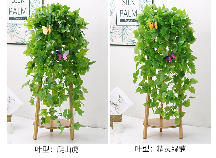 室内垂吊植物