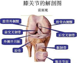 膝盖疼肿怎么治疗