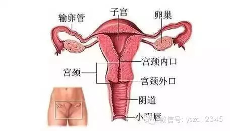 输卵管扩张是怎么回事